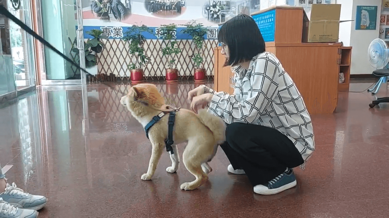 阿柴親暱蹭腳撒嬌模樣，讓人看了超暖心。（桃園警分局提供）