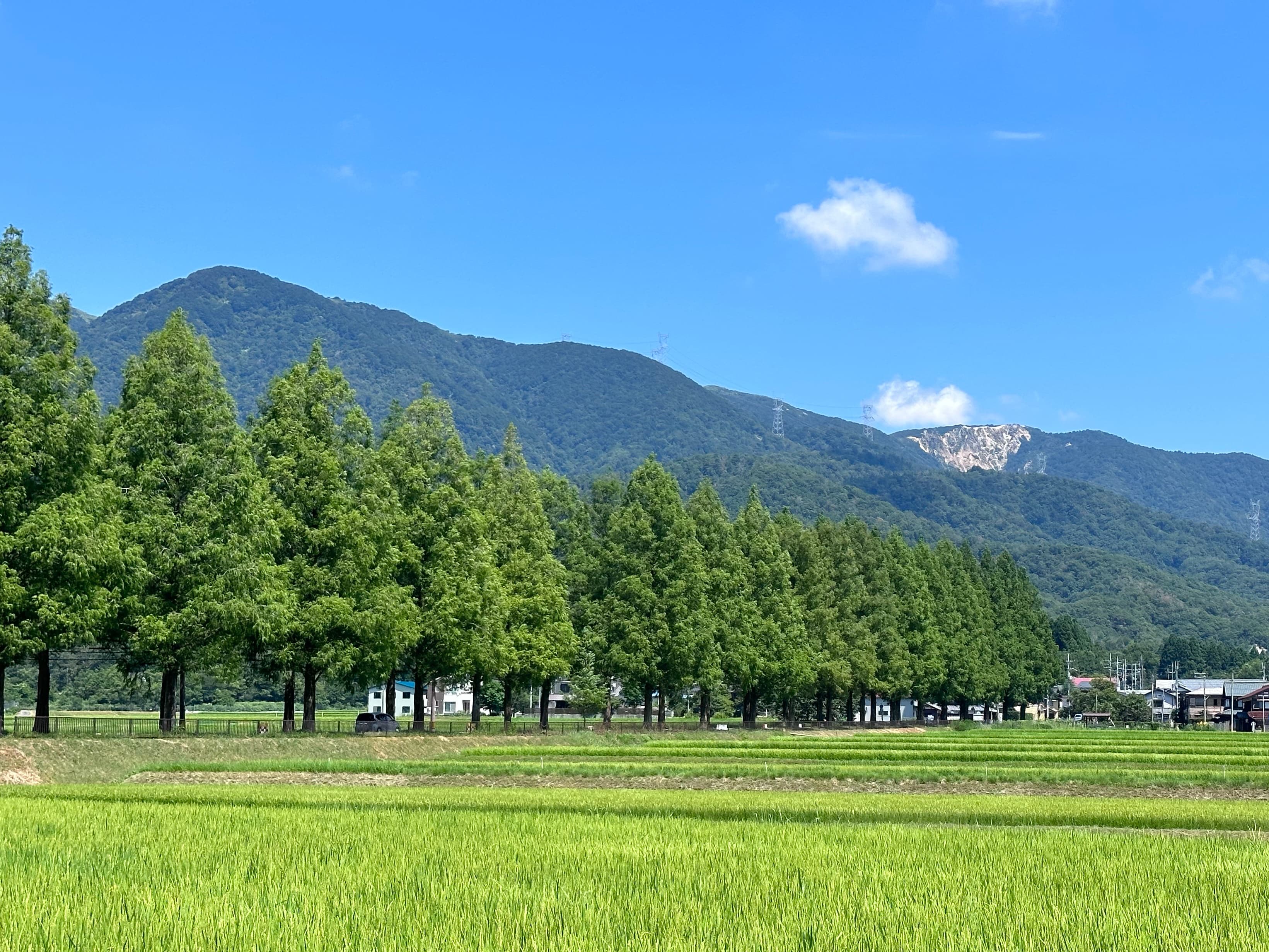 「水杉林蔭大道」美景被評選為「新日本街路樹百景」及「日本紅葉名勝 100選」。