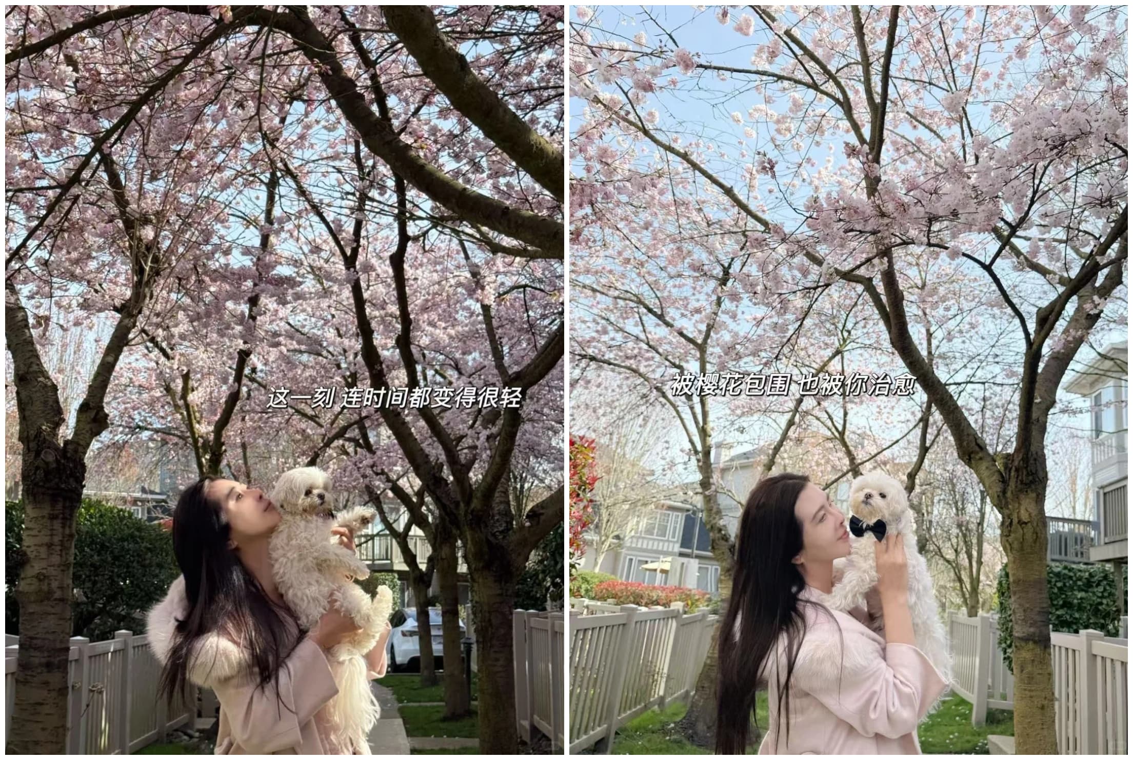王祖賢抱著愛犬「智悟」，被漫天櫻花包圍。（翻攝小紅書）