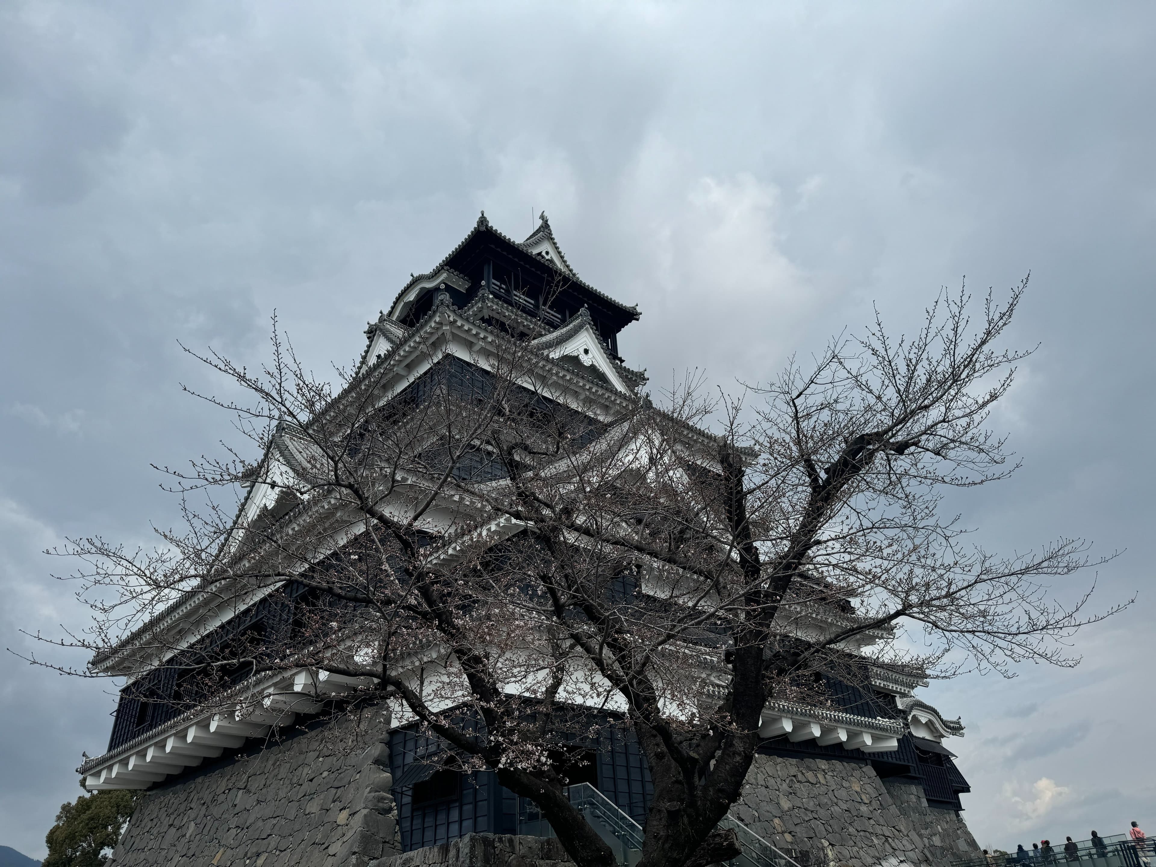 熊本城在23日分享有部分櫻花開的影像。（翻自X平台）
