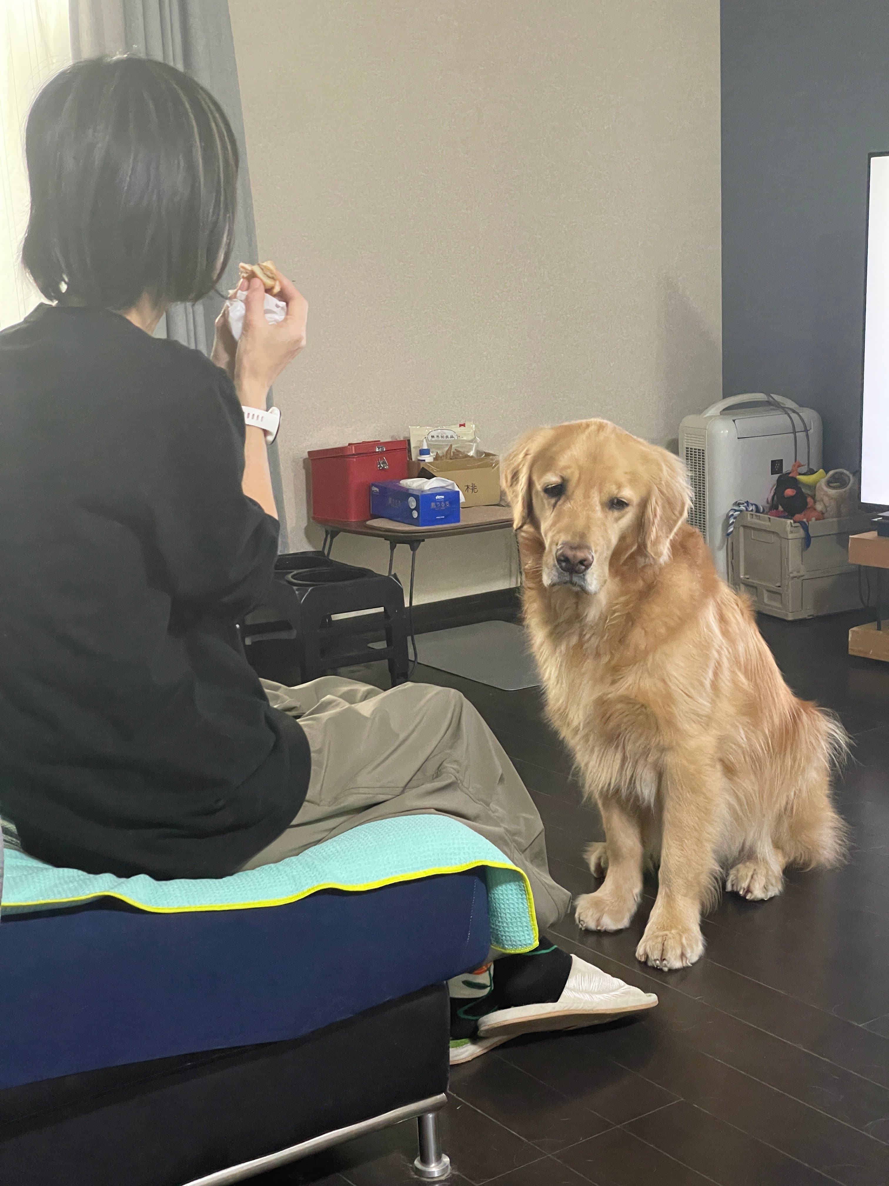 當主人吃掉手裡最後一口漢堡後，賽納整張臉瞬間垮了，眼神滿是黯淡失落。（翻攝自X @セナ・困り顔のゴールデンレトリバー）