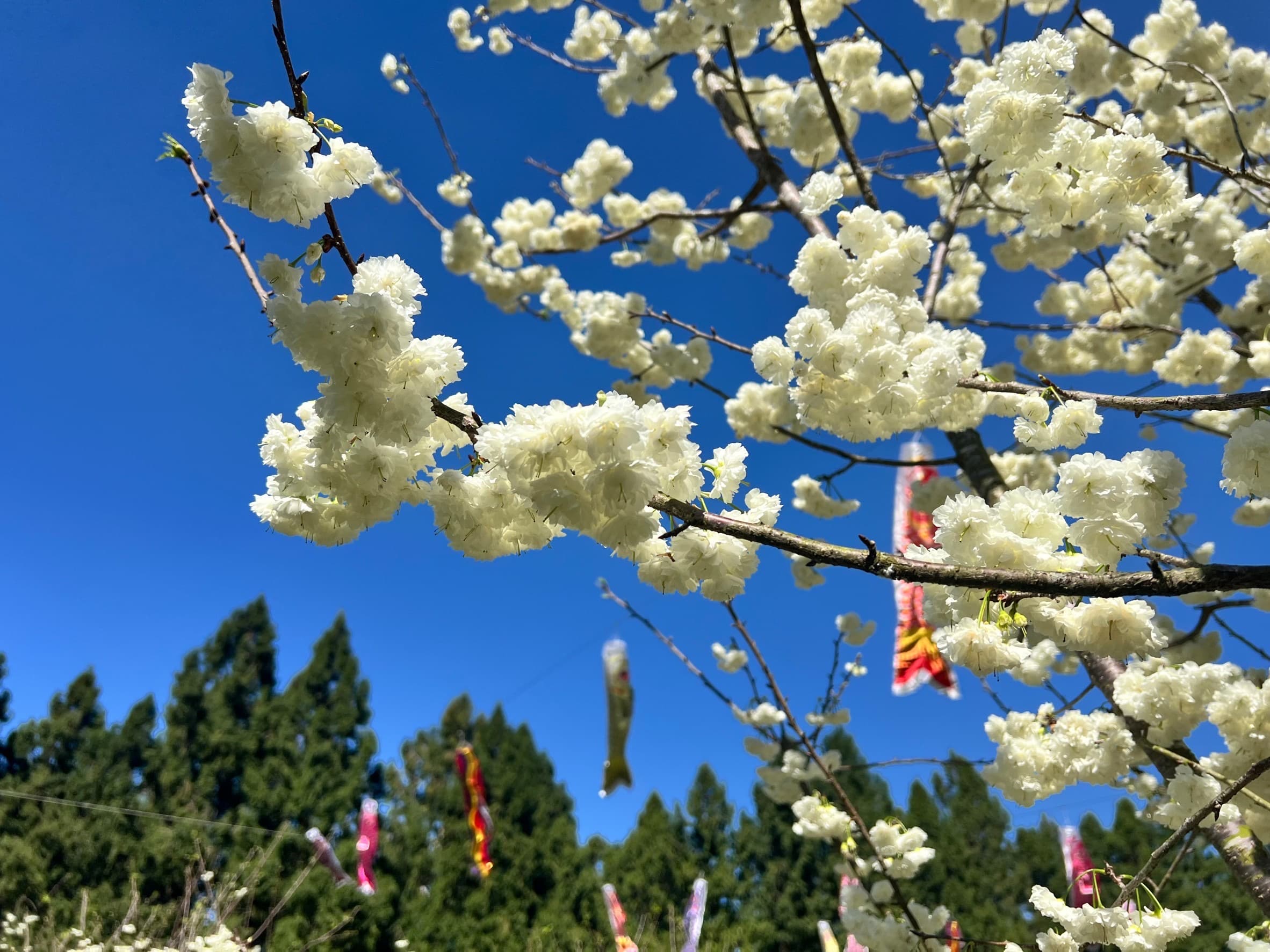稀有品種「台灣雪櫻」因雪白的花瓣外觀而有「白色戀人」之美稱。