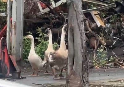 大白鵝悠哉散步，逆向小跑步萌翻通勤族。（翻攝畫面）