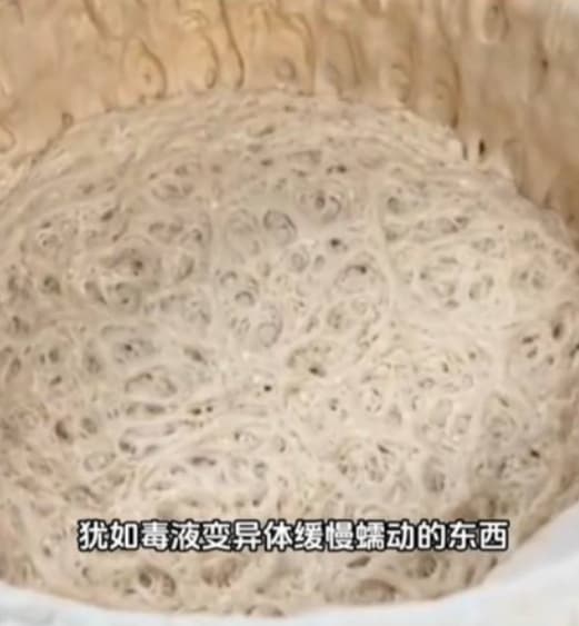 看著天然酵母發酵過程中的起泡、膨脹到變色,像是在看自己養的寵物成長。(翻攝自tiktok)