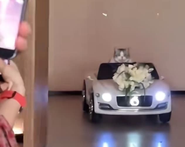 超萌小毛頭穿上精緻禮服、坐上跑車，肩負獨自入場送婚戒給新人的重大任務。（翻攝自小紅書）