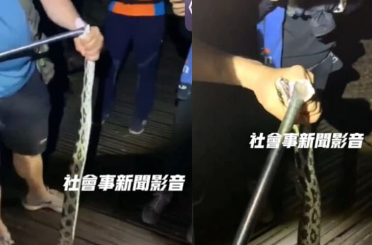 黑眉錦蛇為台灣第三級保育類動物，外型氣派卻溫馴無毒。該山友此一虐待行為令外界怒批「太惡劣」。（翻攝自社會事新聞影音）