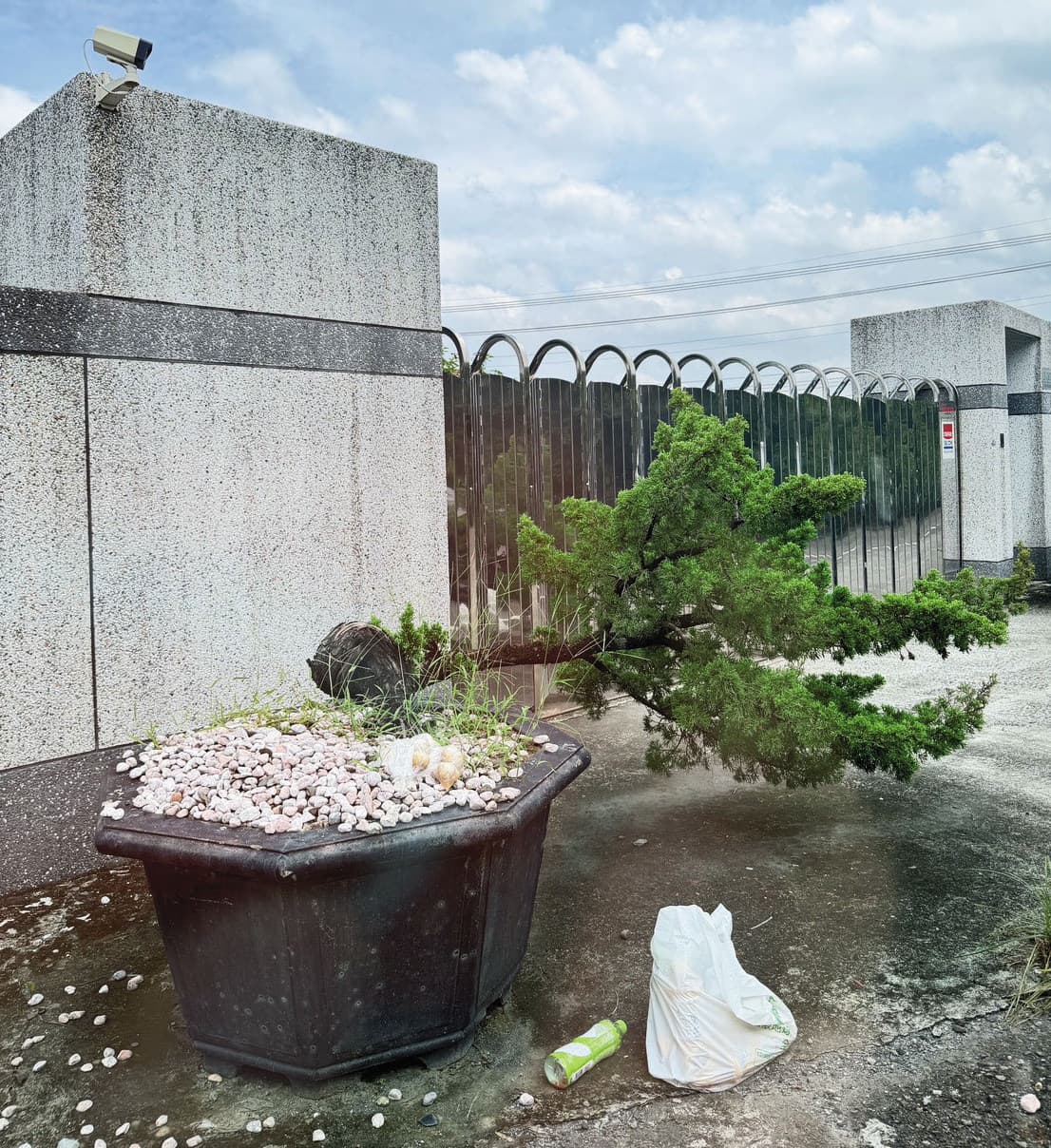 京沅公司經營狀況不佳，連門口的羅漢松倒了，都沒維護扶正。（讀者提供）
