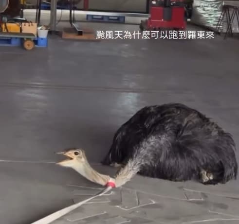 飼主也無奈地寫道：「寵壞的傲嬌小公主… 被攔截的時候還凶巴巴， 回到家就一個超廢模式🌚」（翻攝自Threads）