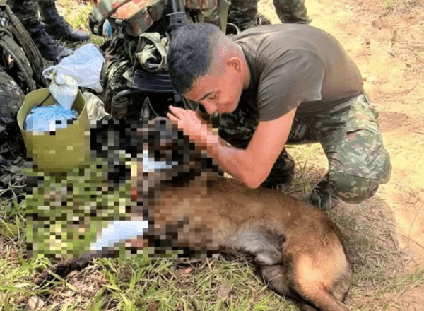 重傷仍爬回領犬員身邊!桑松用生命守護36名士兵與數百村民。(翻攝自X @Ingenieros_EJC)