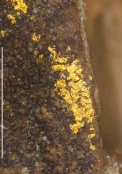 科學分析證實,其種子構造高度吻合當時具備藥用與食用價值的杏仁,更在表面清晰觀測到了金粉附著的痕跡。(翻攝自NHK)