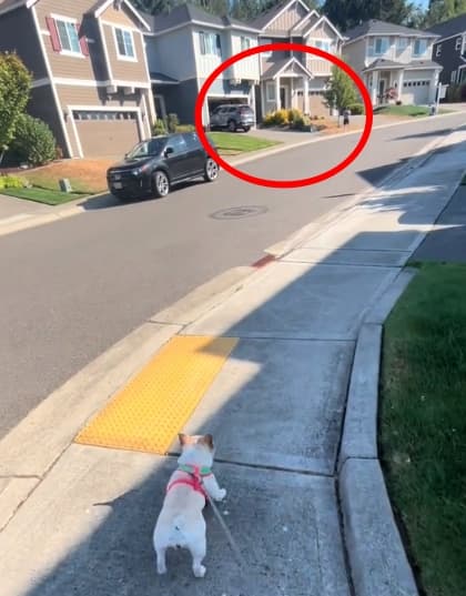 車子後方一名幼童未察覺前方正在倒車，而達拉斯專注地盯著這場危險。（（翻攝自tiktok @dalilhama））