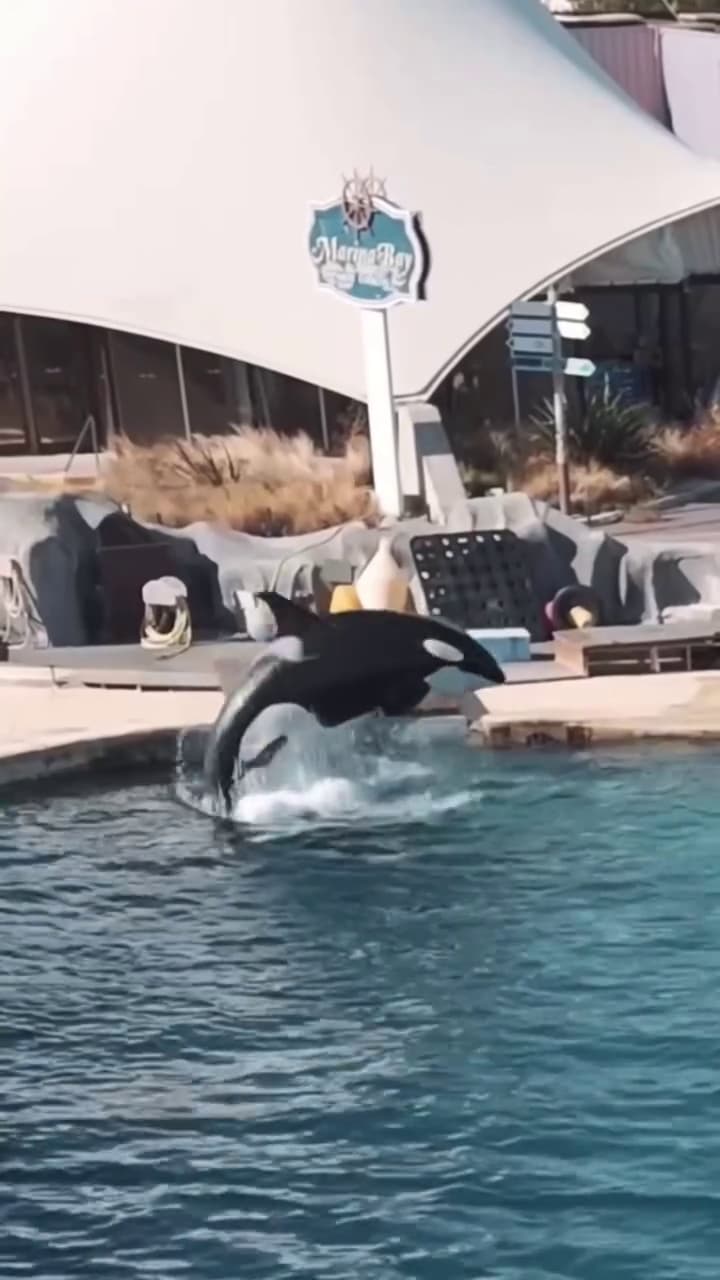 虎鯨母子表演背後，令人心碎。（翻攝sephlawless IG）