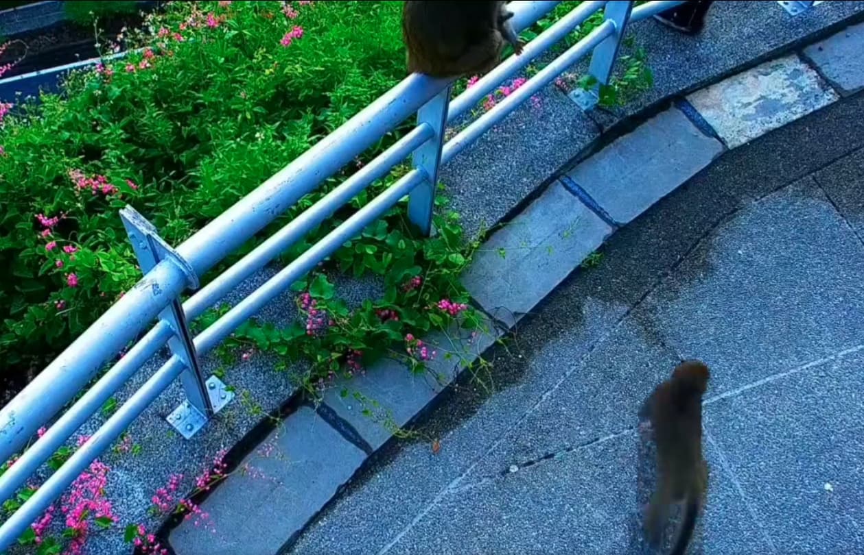 畫面邊緣還能看到另一隻獼猴坐在欄杆上，像是在現場「監工」，後來有一隻小獼猴也從鏡頭外走進去。（翻攝自臉書@西拉雅國家風景區管理處）