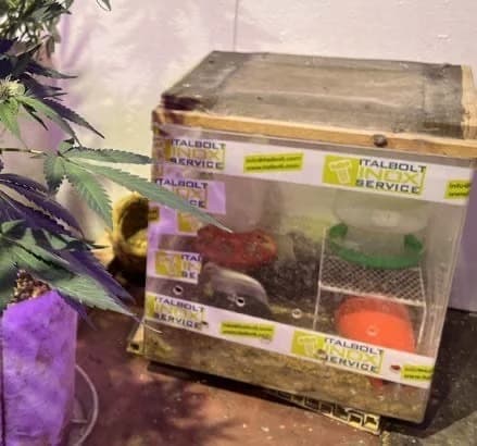 警方破獲大麻製毒工廠，犯嫌利用養雞堆肥讓大麻快速成長。（桃園市警局刑大提供）