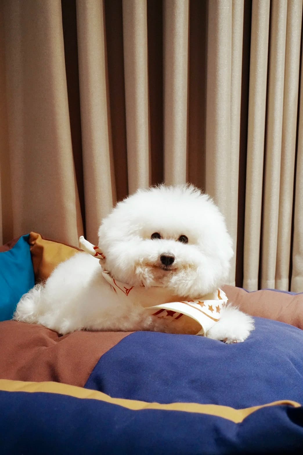 模特狗狗Ｏreo臥趴在HAY DOGS 寵物睡床的可愛模樣萌翻眾人。