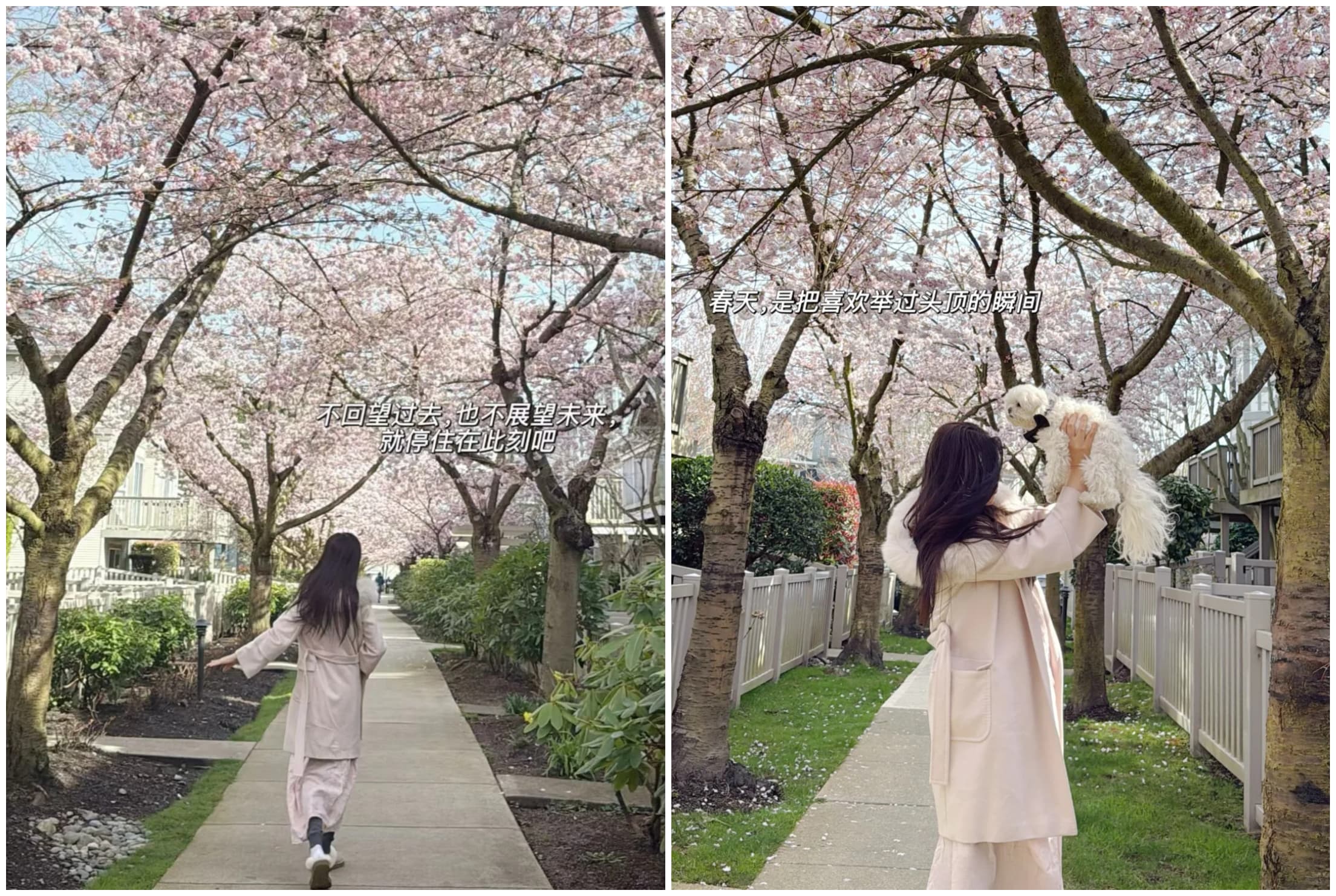 王祖賢在櫻花樹下奔跑，還把愛犬高高舉起。（翻攝小紅書）