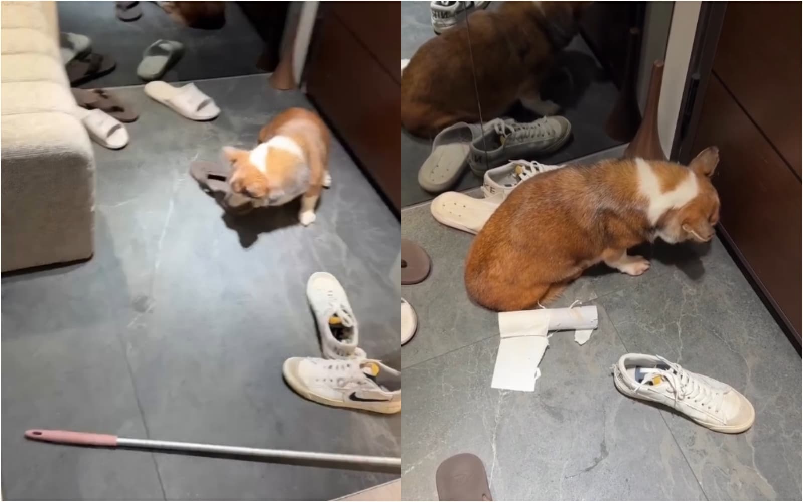 詹男對柯基犬暴打飆罵，引發公憤。（翻攝自Threads）