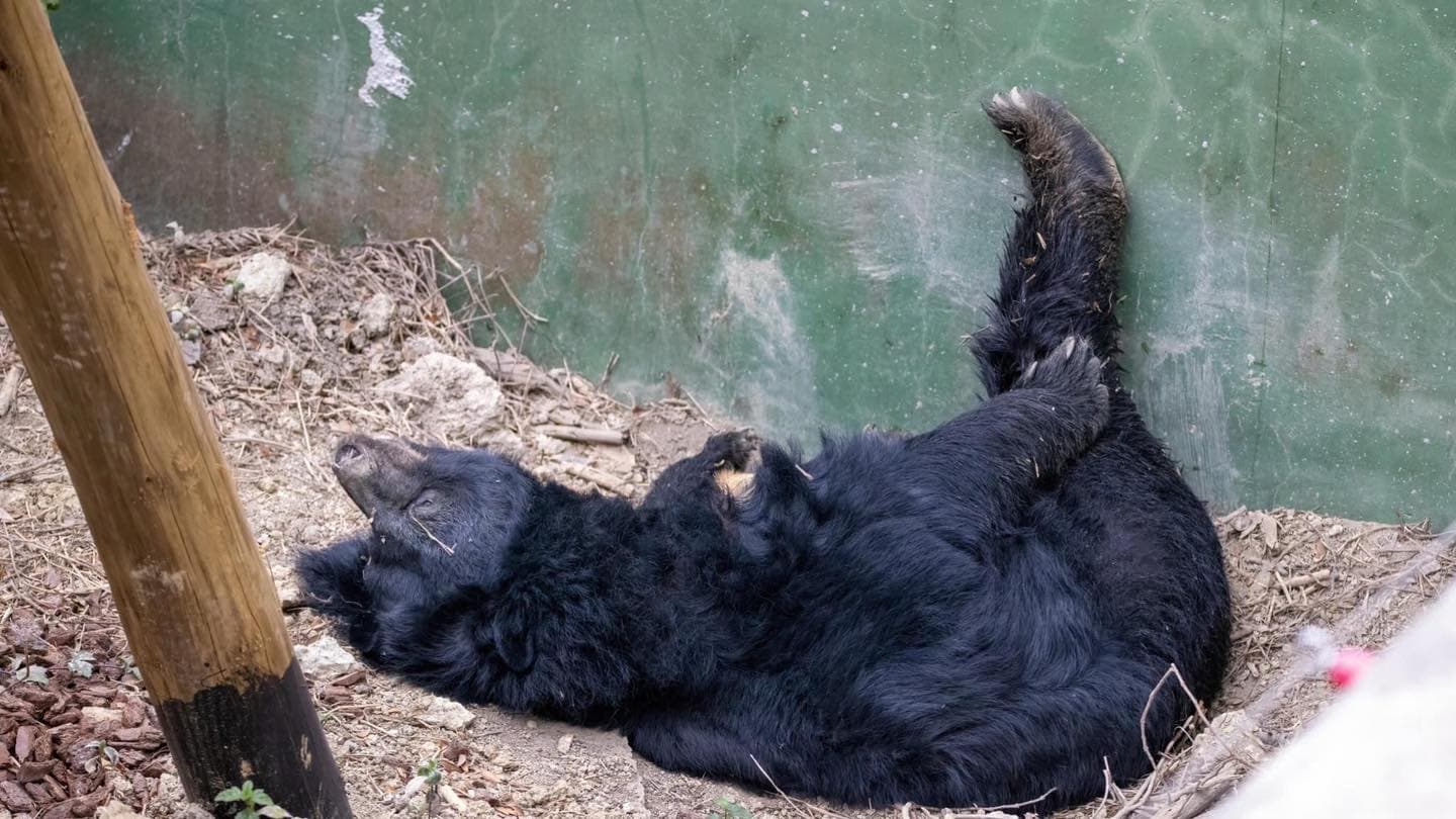 壽山動物園今宣布，高齡30歲的黑熊瑪莉奶奶昨天上午在睡夢中安詳離世。（壽山動物園提供）