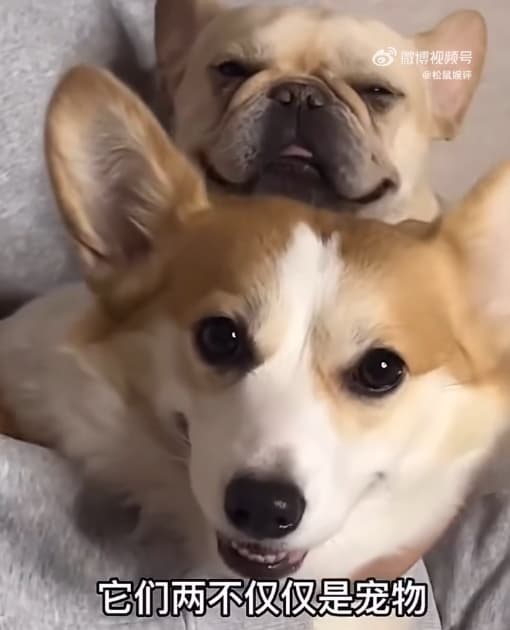 于朦朧對愛犬疼愛有加，就連出差都會帶著牠們，曾說過「牠們不只是寵物，更是我的家人」。（翻攝自微博）