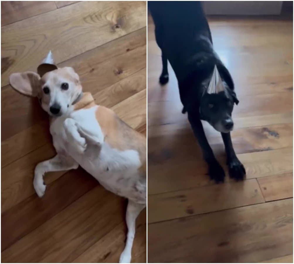 哈利王子與梅根替愛犬Pula和Mia戴上迷你生日帽,但狗狗們似乎對帽子很嫌棄。(翻攝meghan IG)