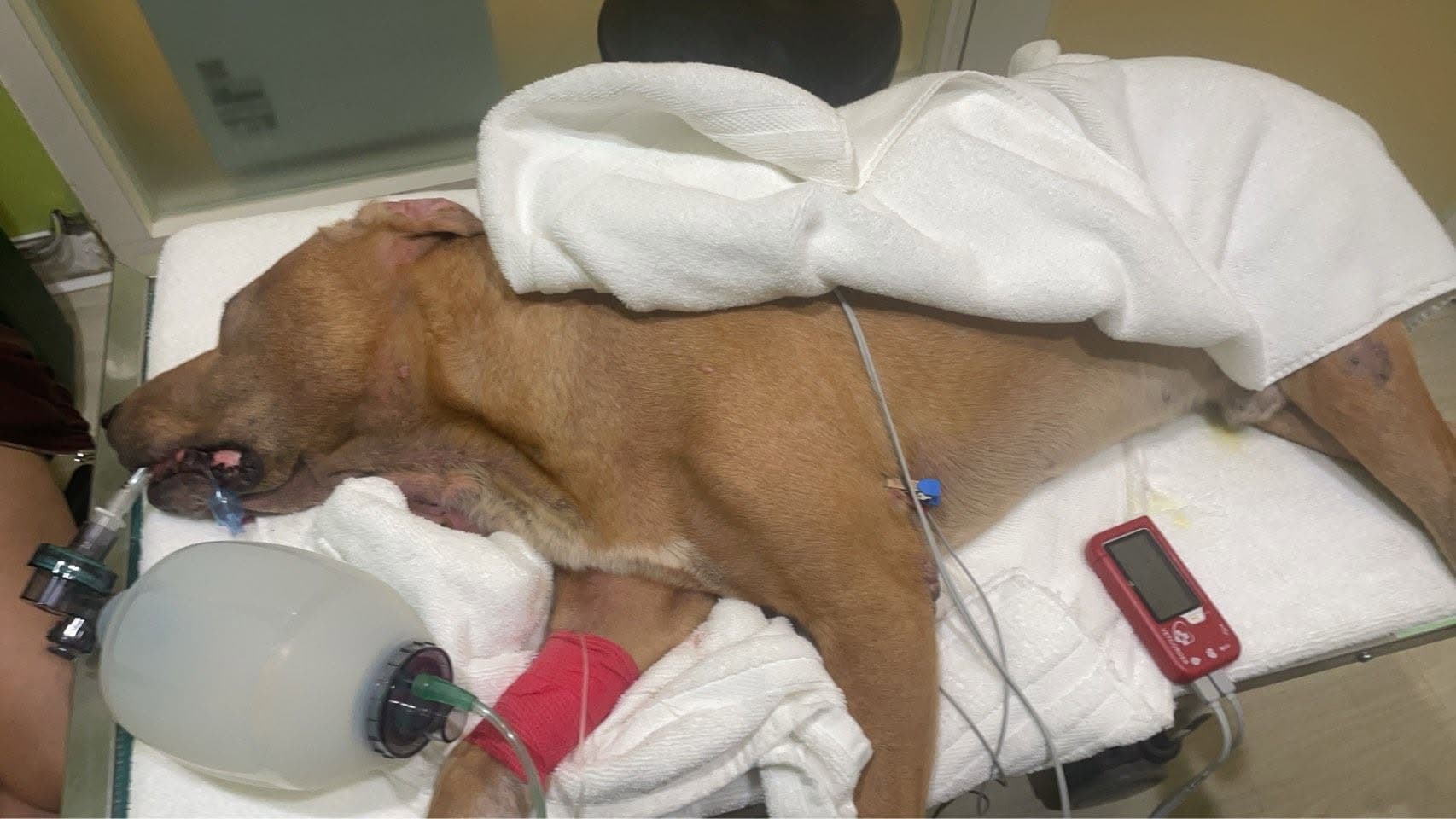 搜救犬「巴薩」經過治療仍宣告不治。(台灣精英國際搜救協會官網臉書)
